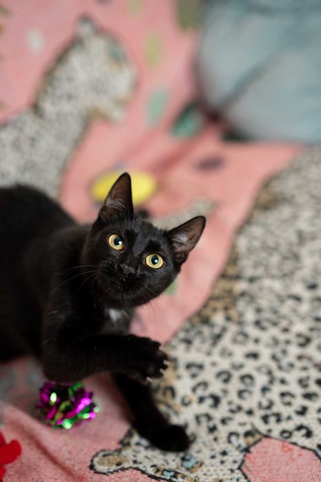 Serafinka szuka domu!