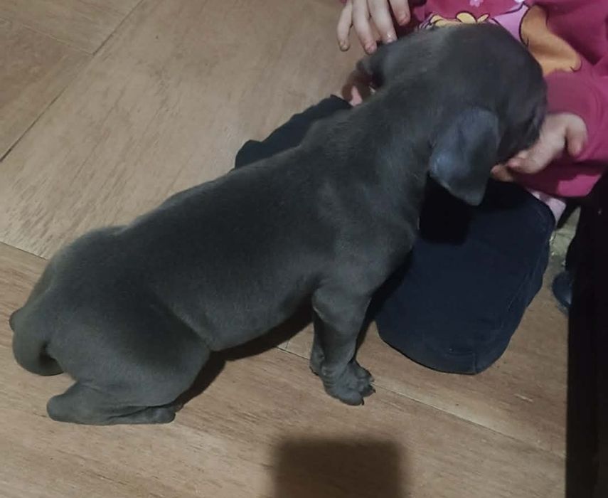 Gotowy do odbioru Amstaff Szczeniak Chłopiec