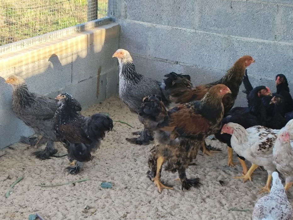 Frangos de várias raças