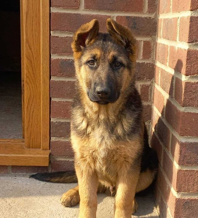 Німецької вівчарки