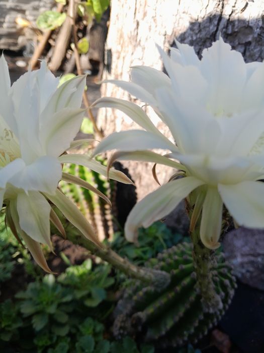 Багаторічний кактус.