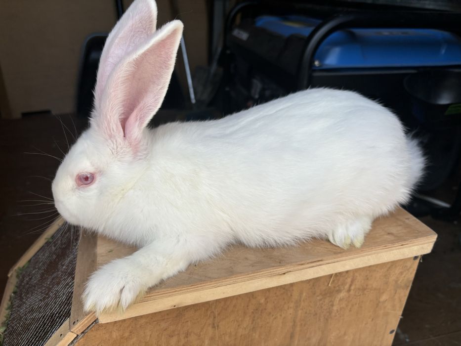 Самець молодий кріль Панон