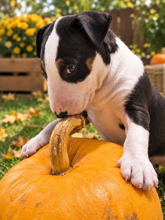 Bullterrier standard suczka trikolor