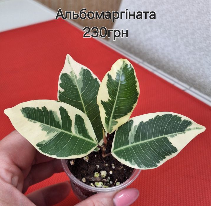 Фікус Альбомаргіната,  ціна по 230 грн кожен