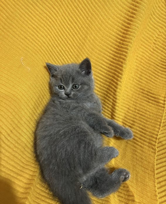 Котики шотландські