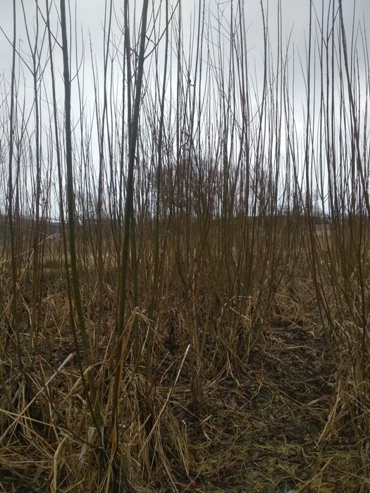 Енергетична верба, енергетична тополятопінамбур