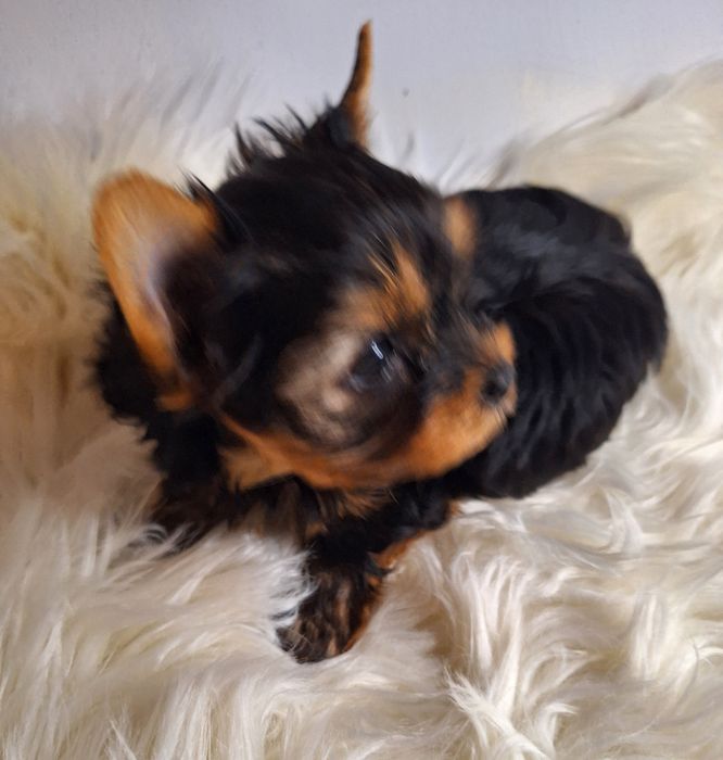 Yorkshire terrier malutki cudowny chłopczyk