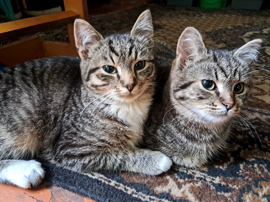 Подарую кошеня 10 міс.Дівчинка.