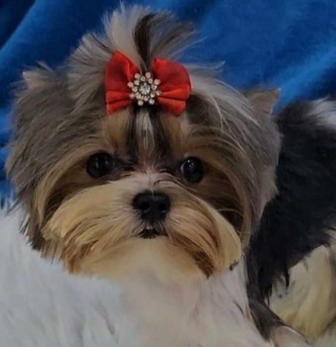 Maleńki 1200kg!!! śliczny, energiczny i wyjątkowy  chłopczyk Biewer