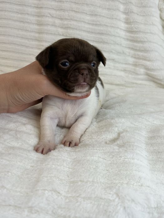 Chihuahua Macho Pelo Curto