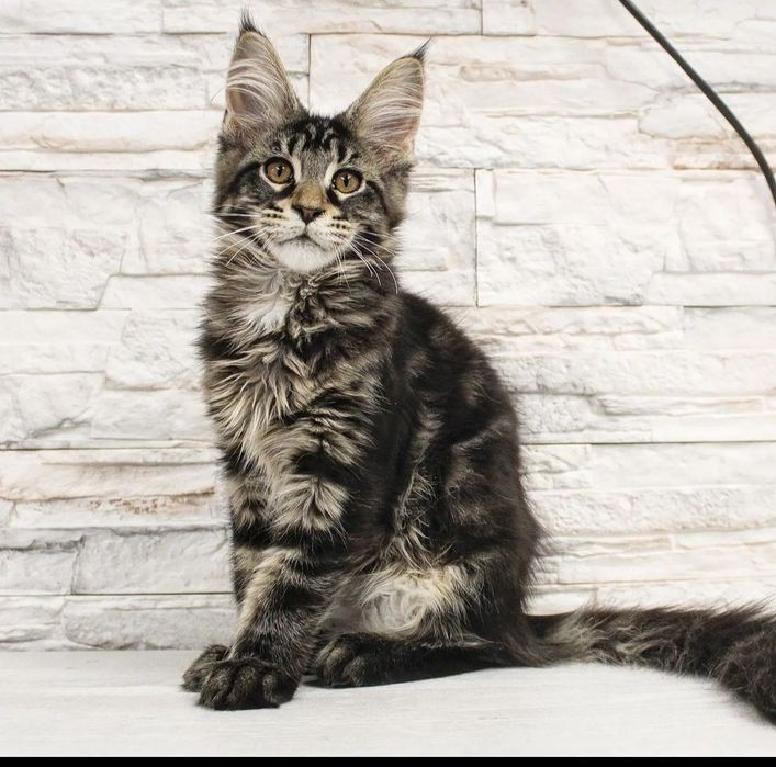 Очаровательные мейн-кучики на продажу