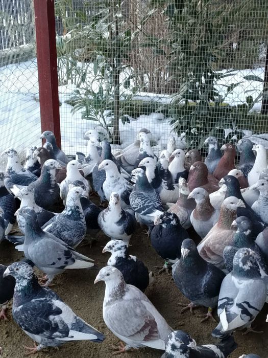 Gołębie Staropolskie