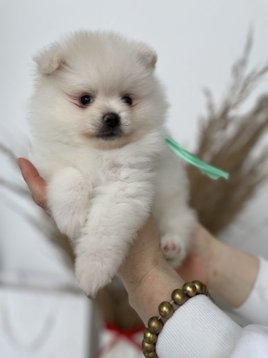 Міні-принци та принцеси Померанські шпіци чекають на свої сімї