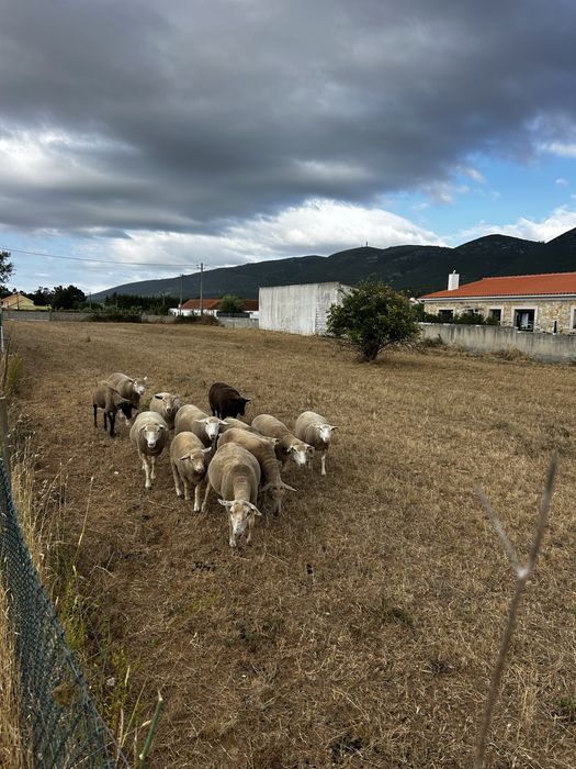 Lote ovelhas cruzadas