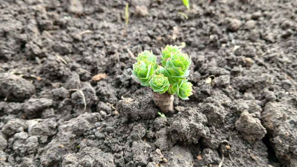 Золотой корень/Родиола