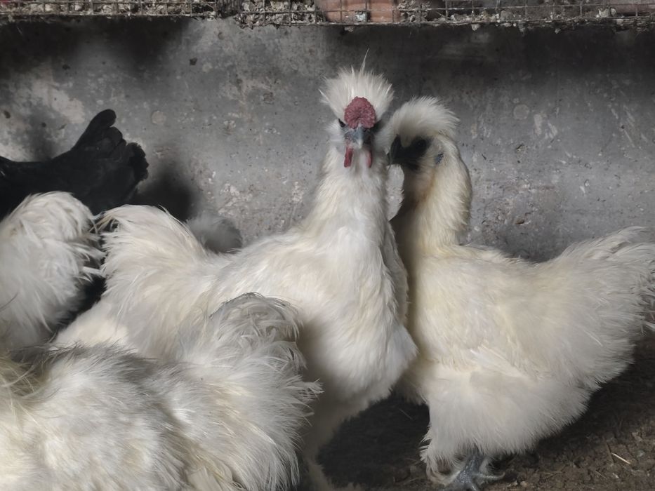 Coquinho sedoso branco