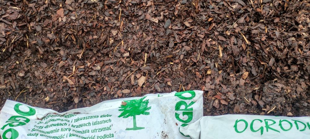 Kora Sosnowa Wałbrzych