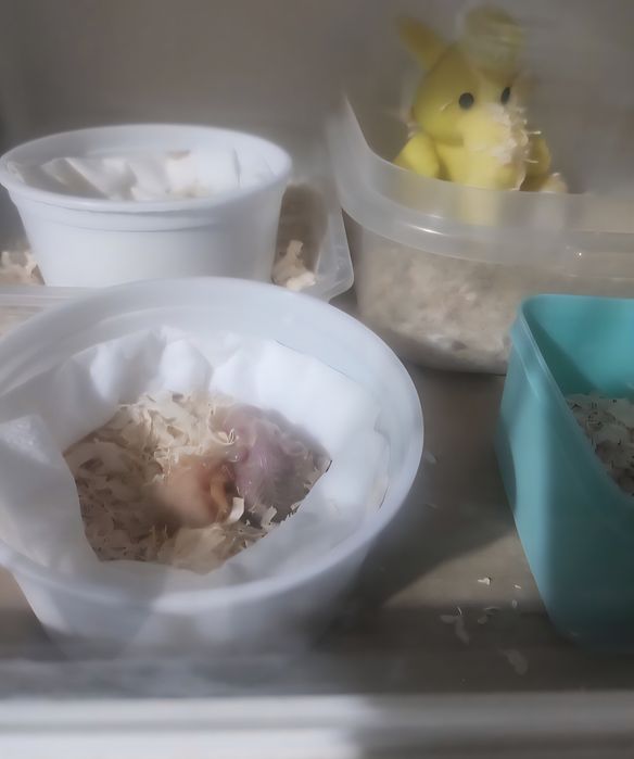 Caturras 100% domesticadas
