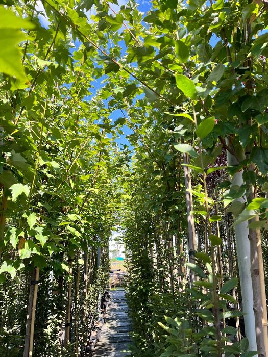 Klon czerwony Acer rubrum C15 Ø 8–10 - intensywne kolory jesieni