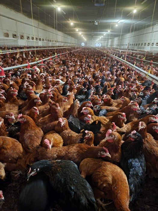 Kury nioski młode Rosa Leghorn Messa z pierwszym jajkiem. Dowóz Gratis