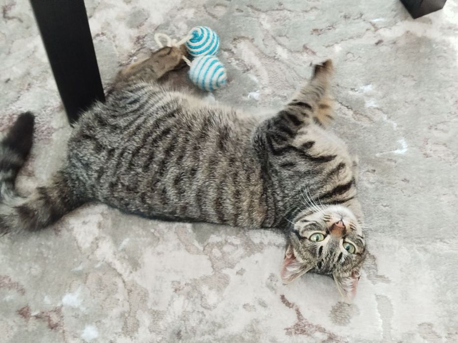 Кошеня безкоштовно