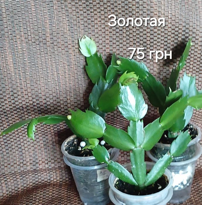 С бутонами.Шлюмбергера,декабрист 8 сортов.