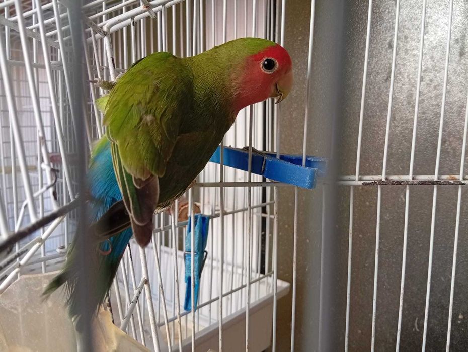 Agapornis roseicollis verde, macho 2025