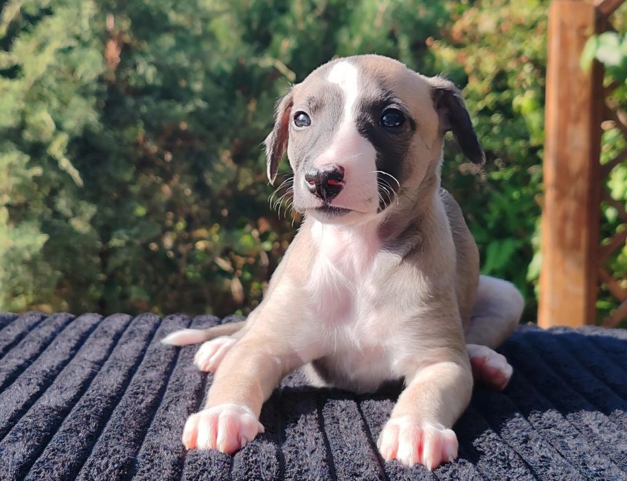 Whippet - suczka - chart angielski - zwolniła się rezerwacja!