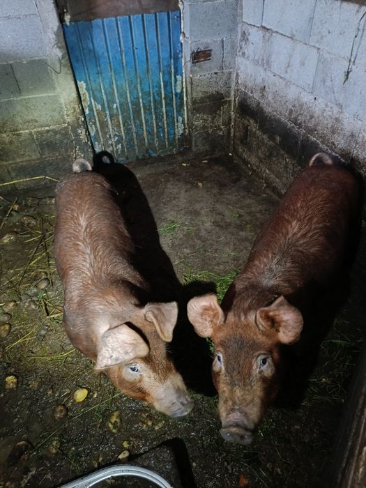 Leitões landerace e duroc