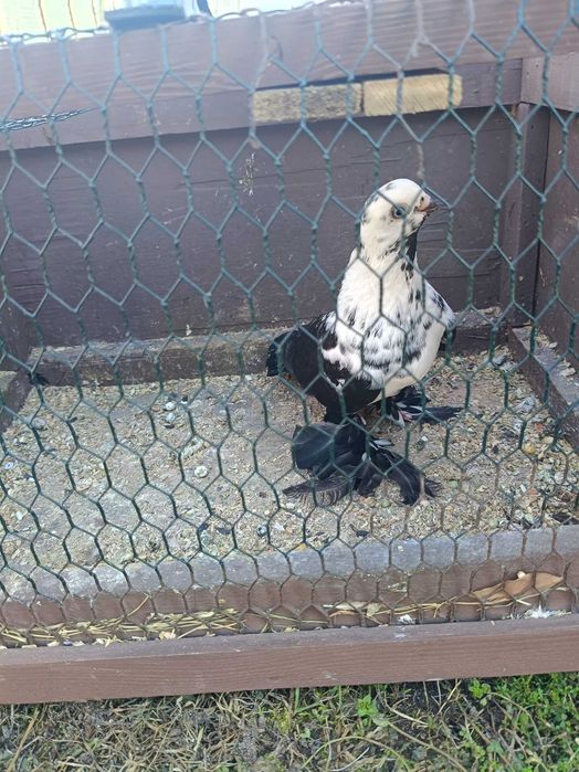 Sprzedam widyna samca