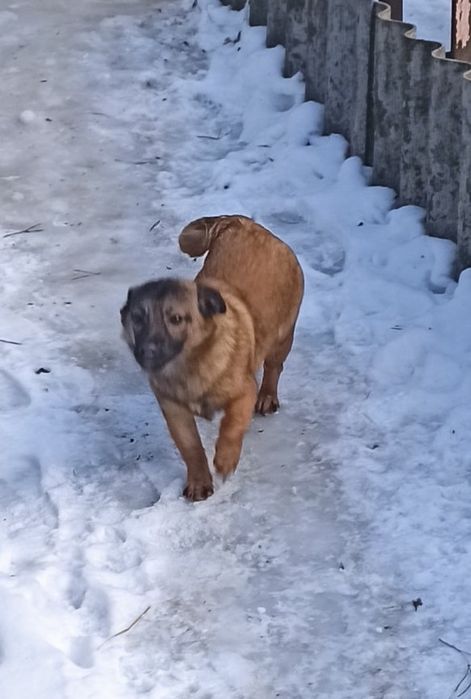 Цуценята 6 місяціа