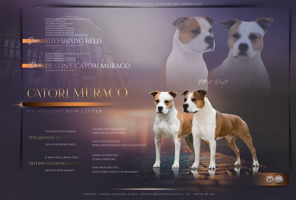 Zapowiedź miotu Amstaff po Interchampionach ZKwP FCI