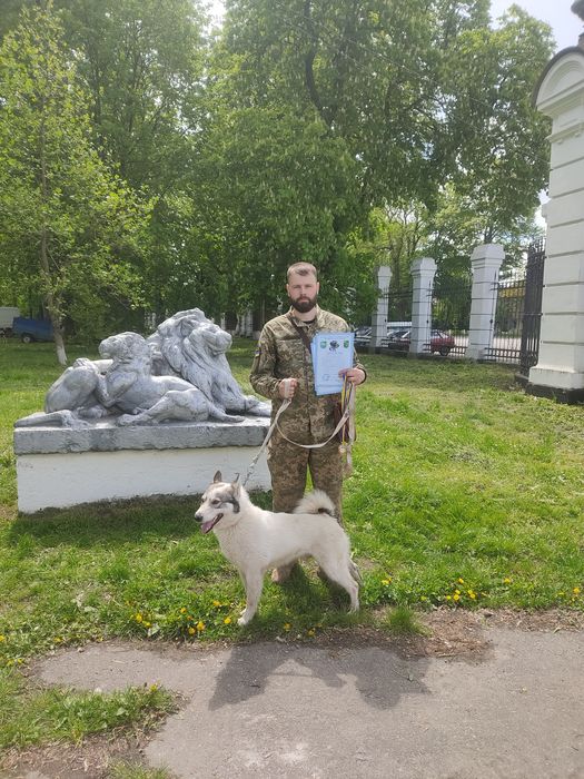 Лайка для в'язки трьох кратний Польовий Чемпіон