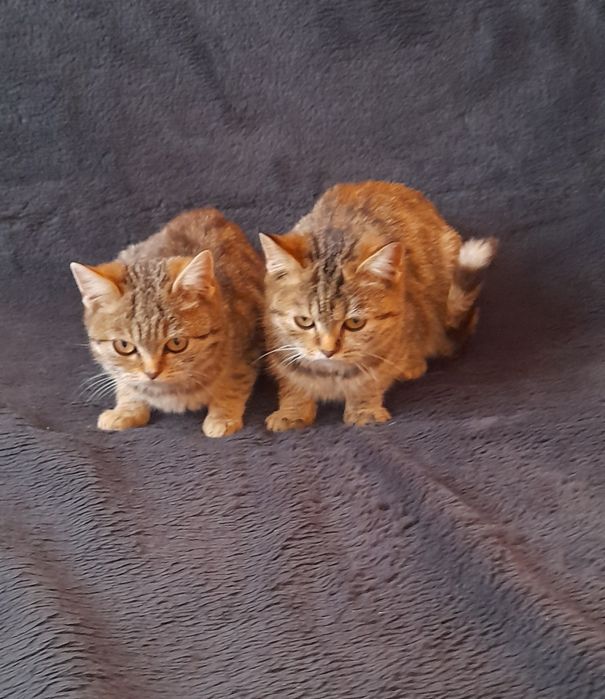 Котики в добрі руки