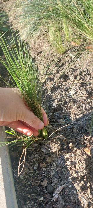 Trawa stipa pony tails ponad 60 szt