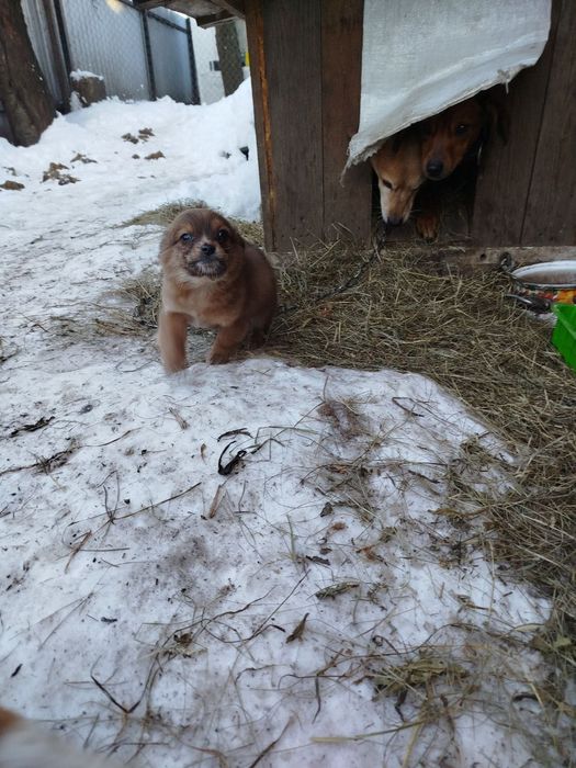 Цуценята безкоштовно