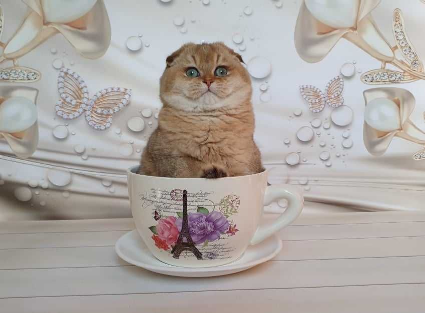 Эксклюзивный золотой кот в поисках невесты