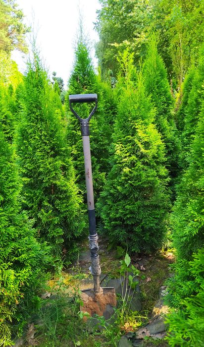 Thuja Thuje Szmaragd Żywotnik Tuja Bonsai Spirala Cyprys Boulevard