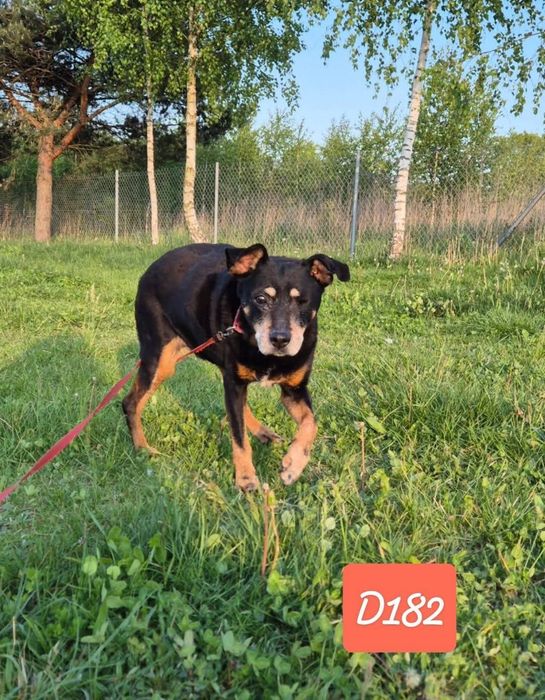 Przylepa bez oczka - adoptuj!