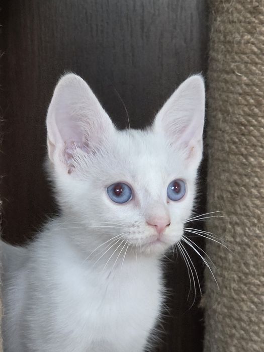 Кот манчкин лонг, 2.5 мес