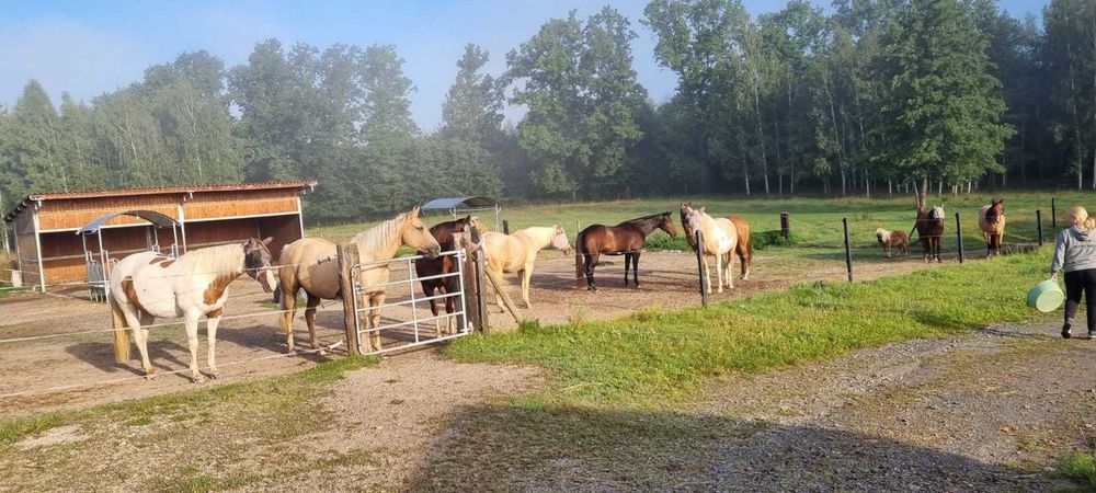 Pensjonat dla koni hotel wolnowybiegowy trening koni