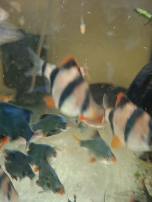 Brzanki z własnej hodowli