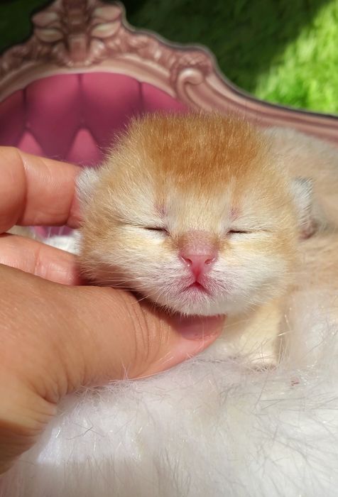 У нас очень ручные малыши. Котята золотая шиншилла.