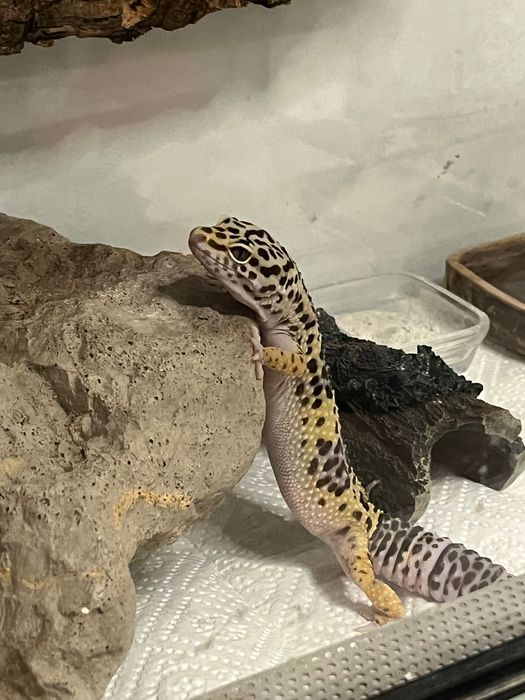 Gekon lamparci z terrarium