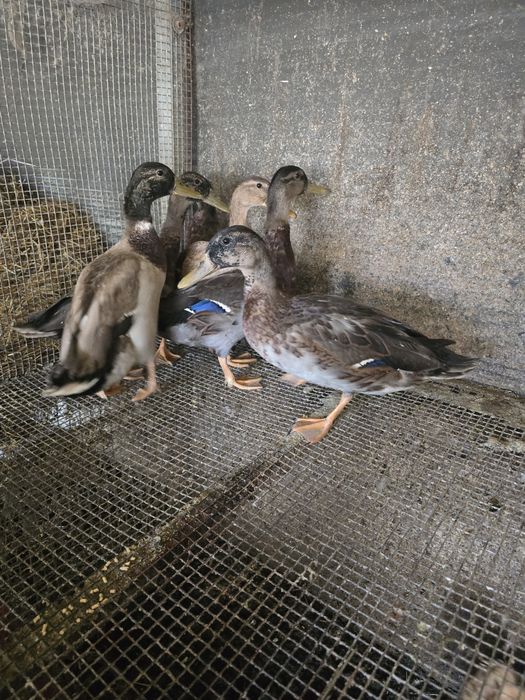 Patos machos  real