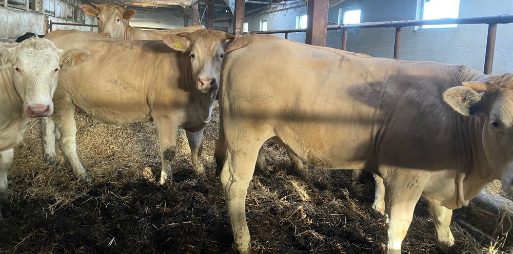 Jałówki do zacielenia Blonde d'Aquitaine