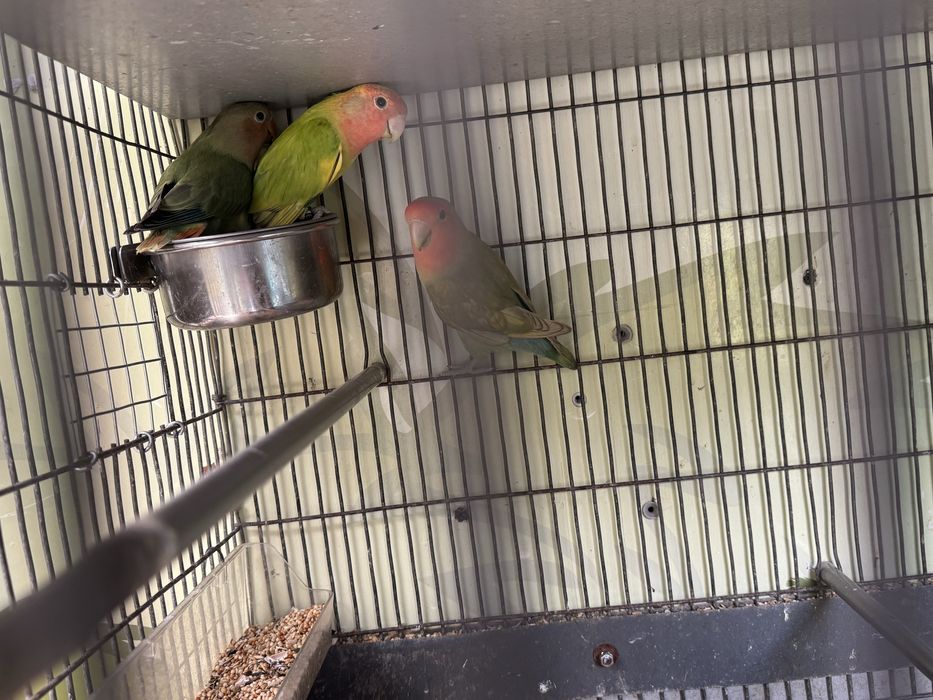 Aves “ Agaponis “ novos