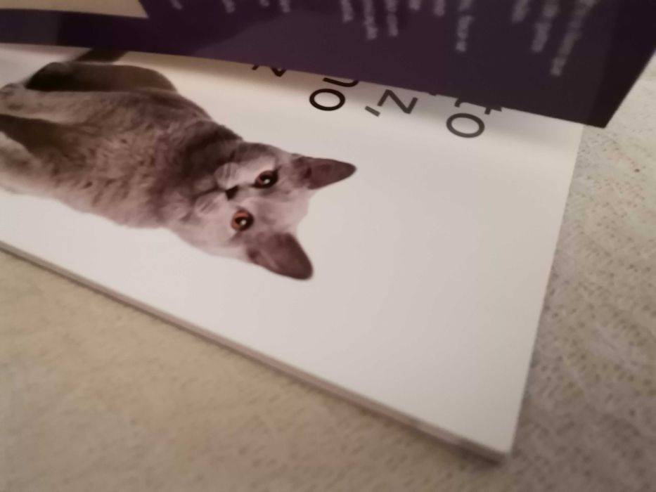 Gato Feliz, Dono Feliz