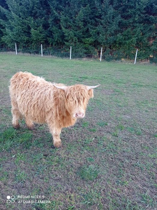 Bydło highland catlle