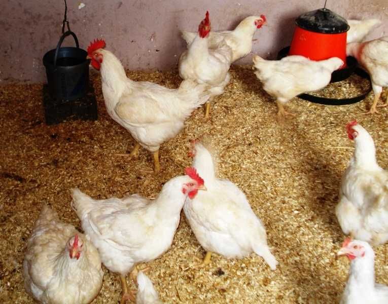 Яйцо броляра РОСС-708 Украина